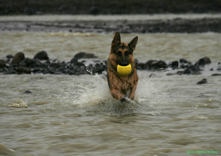 MT8V6684
