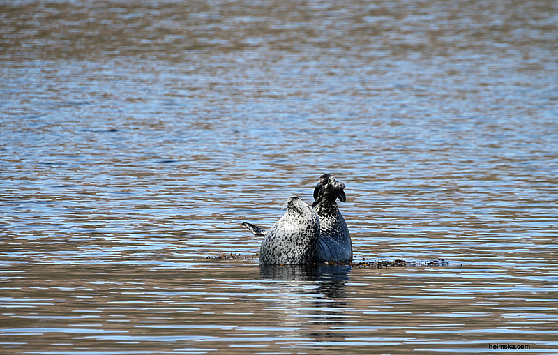 D87P8104