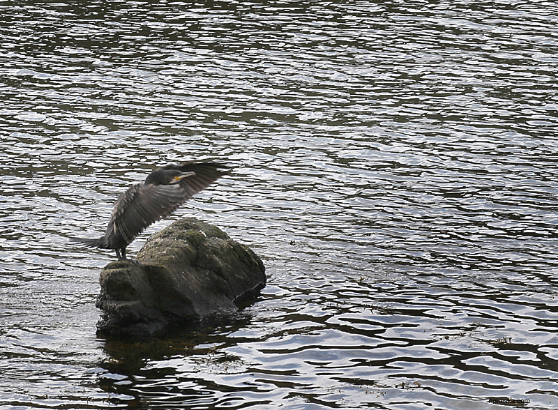 D87P8323